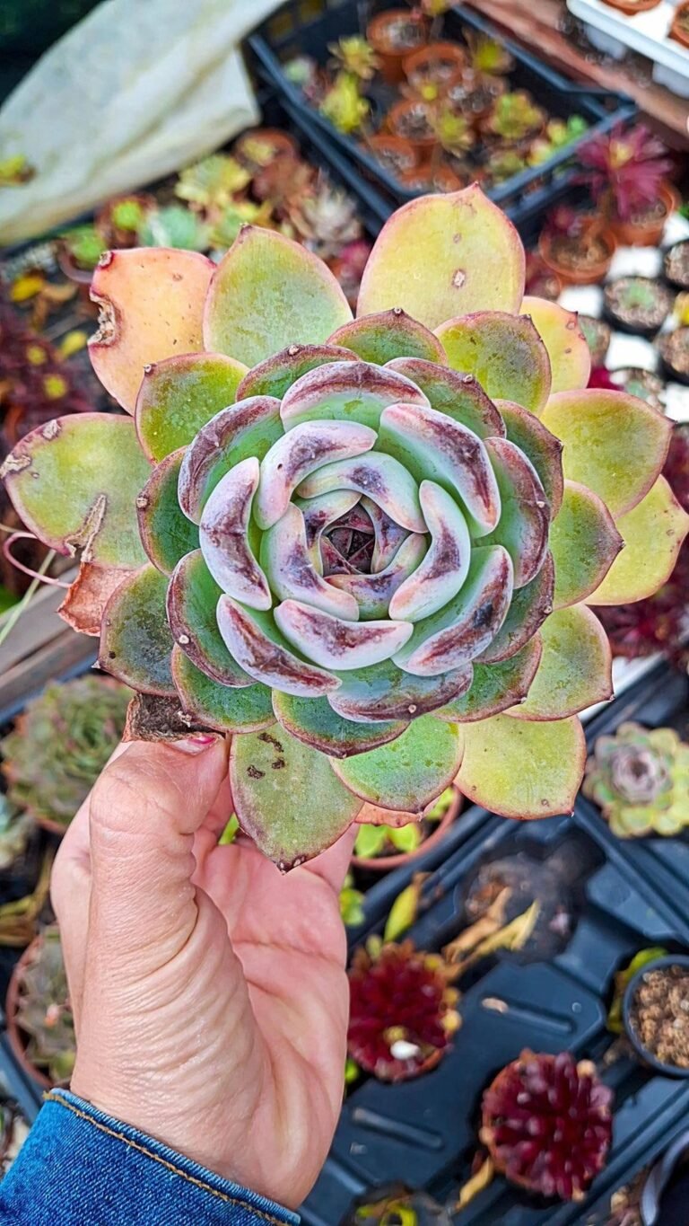 Siracactus-succulente-Echeveria-dark-Opal-korean-1.jpg