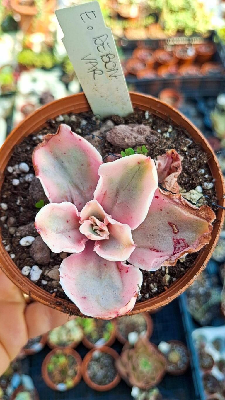 Siracactus-succulente-Echeveria-debon-variegata-korean.jpg