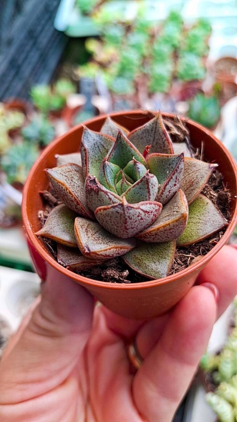 Echeveria Dionysos