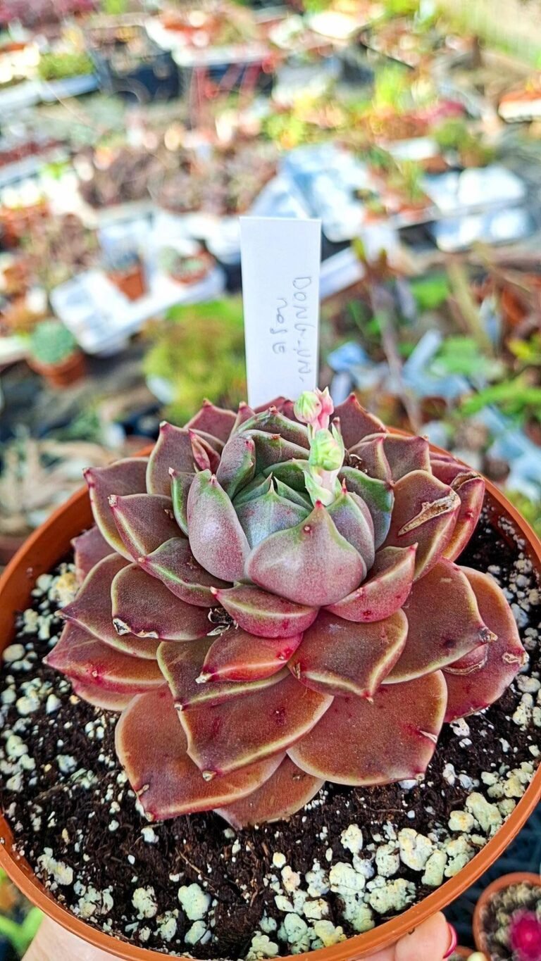 Echeveria dong-un rose korean