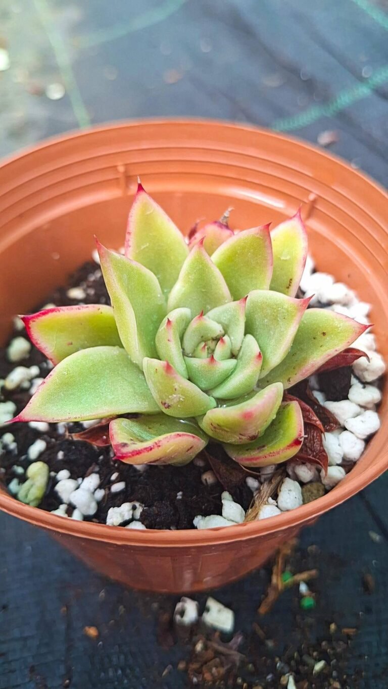 Echeveria ebony x lauii x gilva