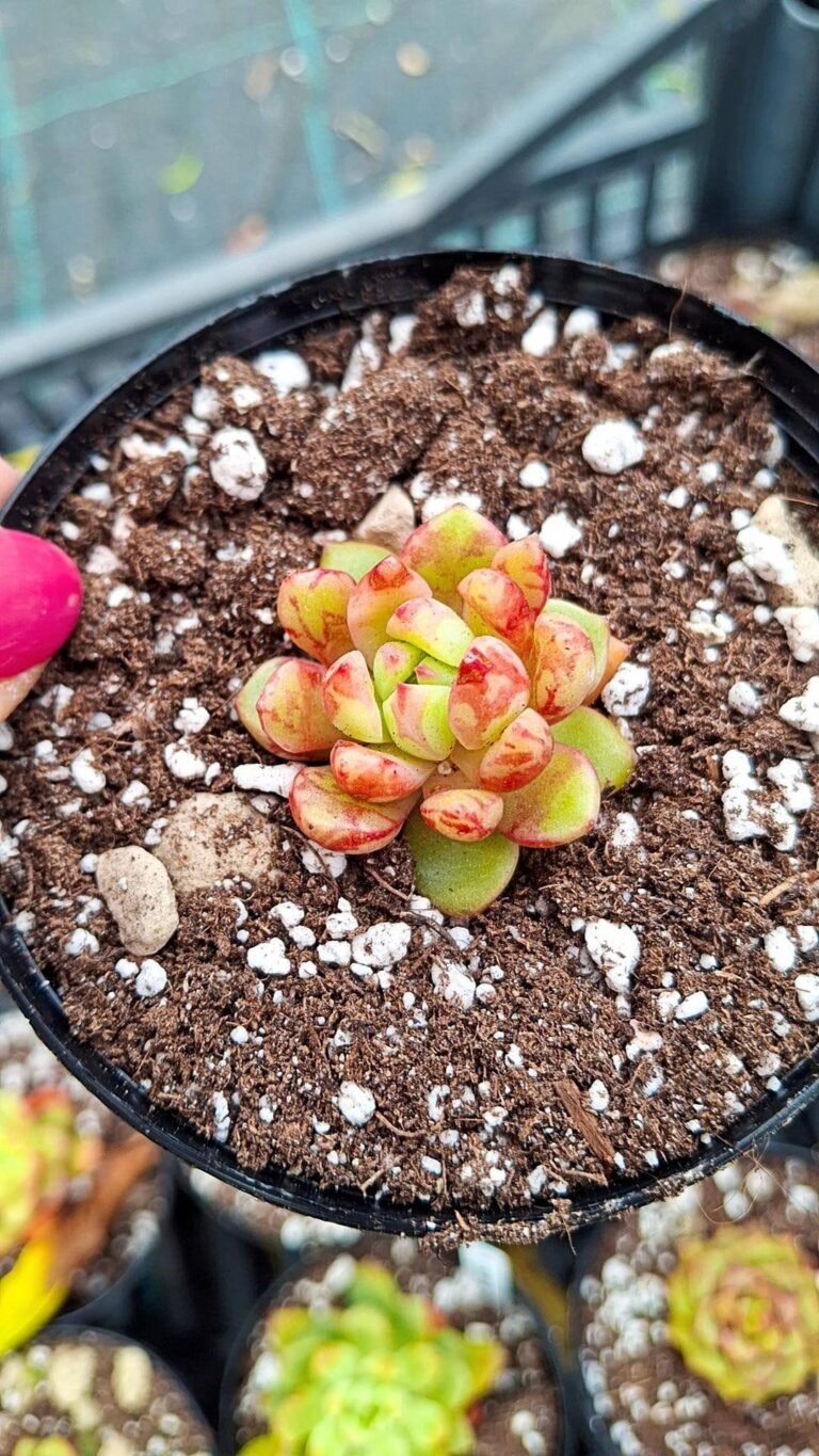 Siracactus-succulente-Echeveria-echo-4.jpg