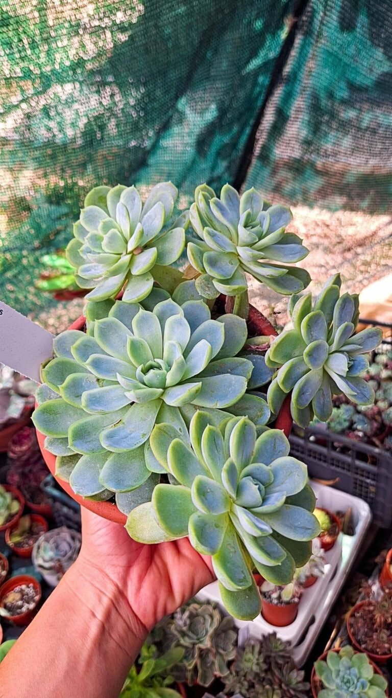 Echeveria elegans accestita