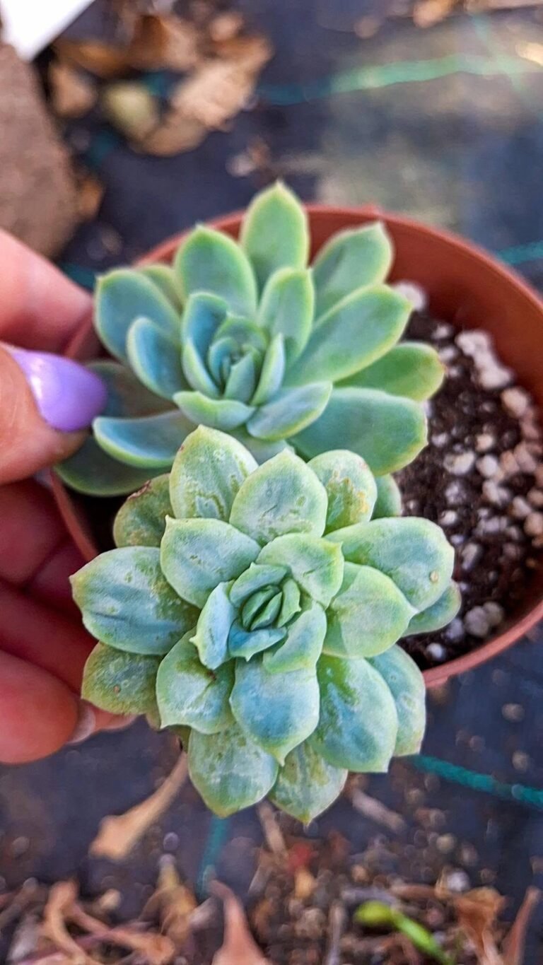 Echeveria elegans mostruosa