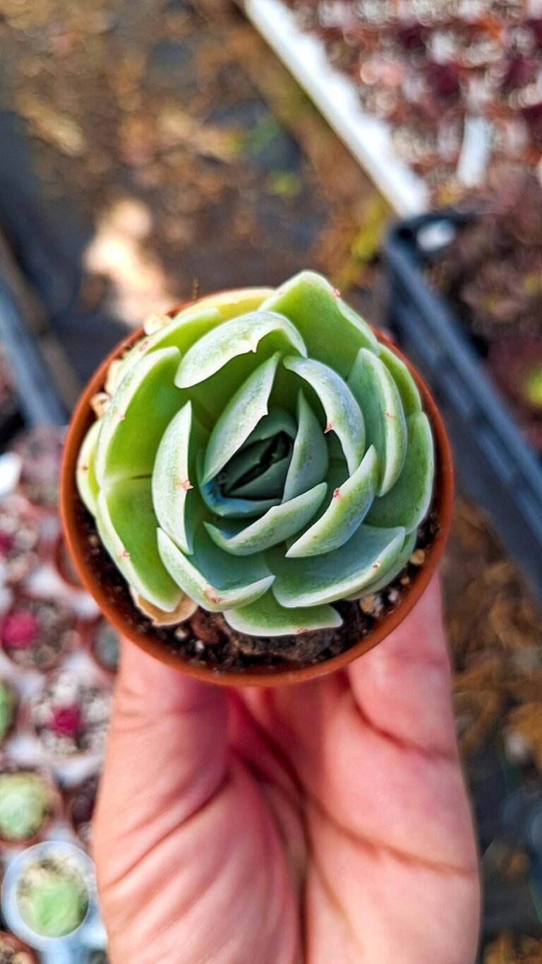 Echeveria elegans x Mexican giant