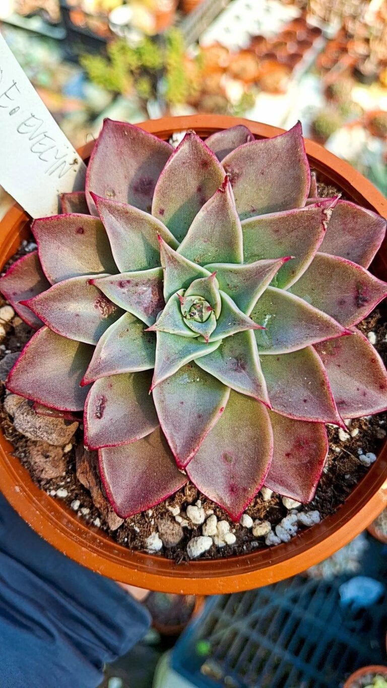 Echeveria Evelyn korean