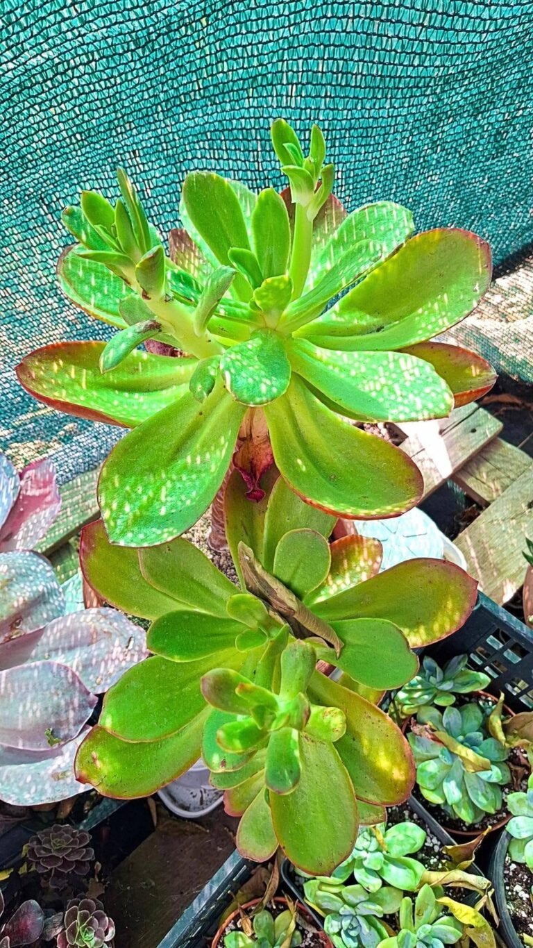 Echeveria fimbriata big