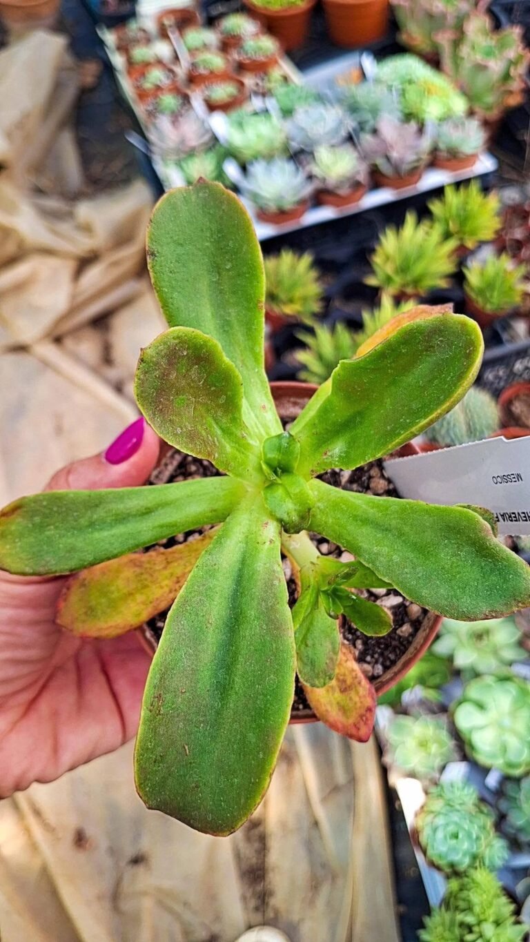 Echeveria Fimbriata