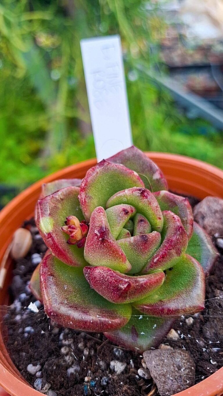 Siracactus-succulente-Echeveria-fine-rose-korean.jpg