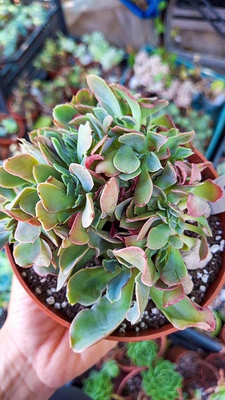 Echeveria fink crestata korean