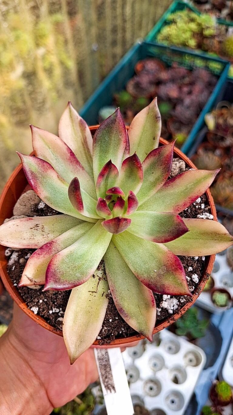 Echeveria flaming mountains Variegata korean