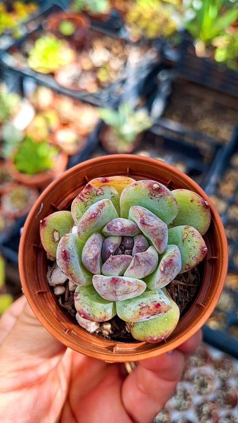 Echeveria Gemstone korean