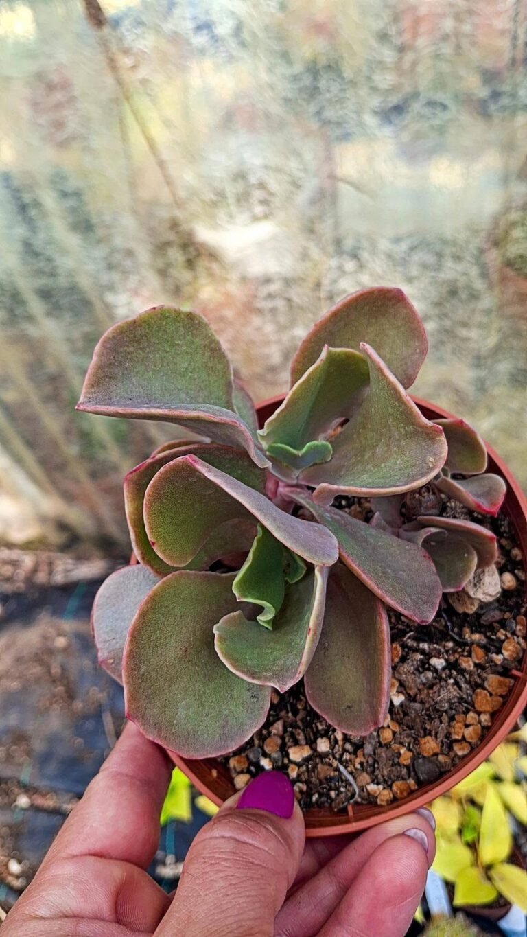 Echeveria Gibbiflora hybrid