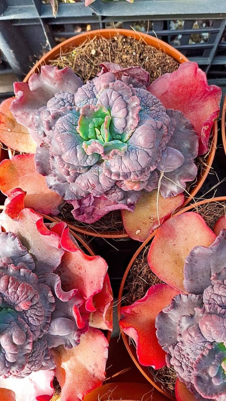 Siracactus-succulente-Echeveria-gibbiflora-dragon-Queen.jpg