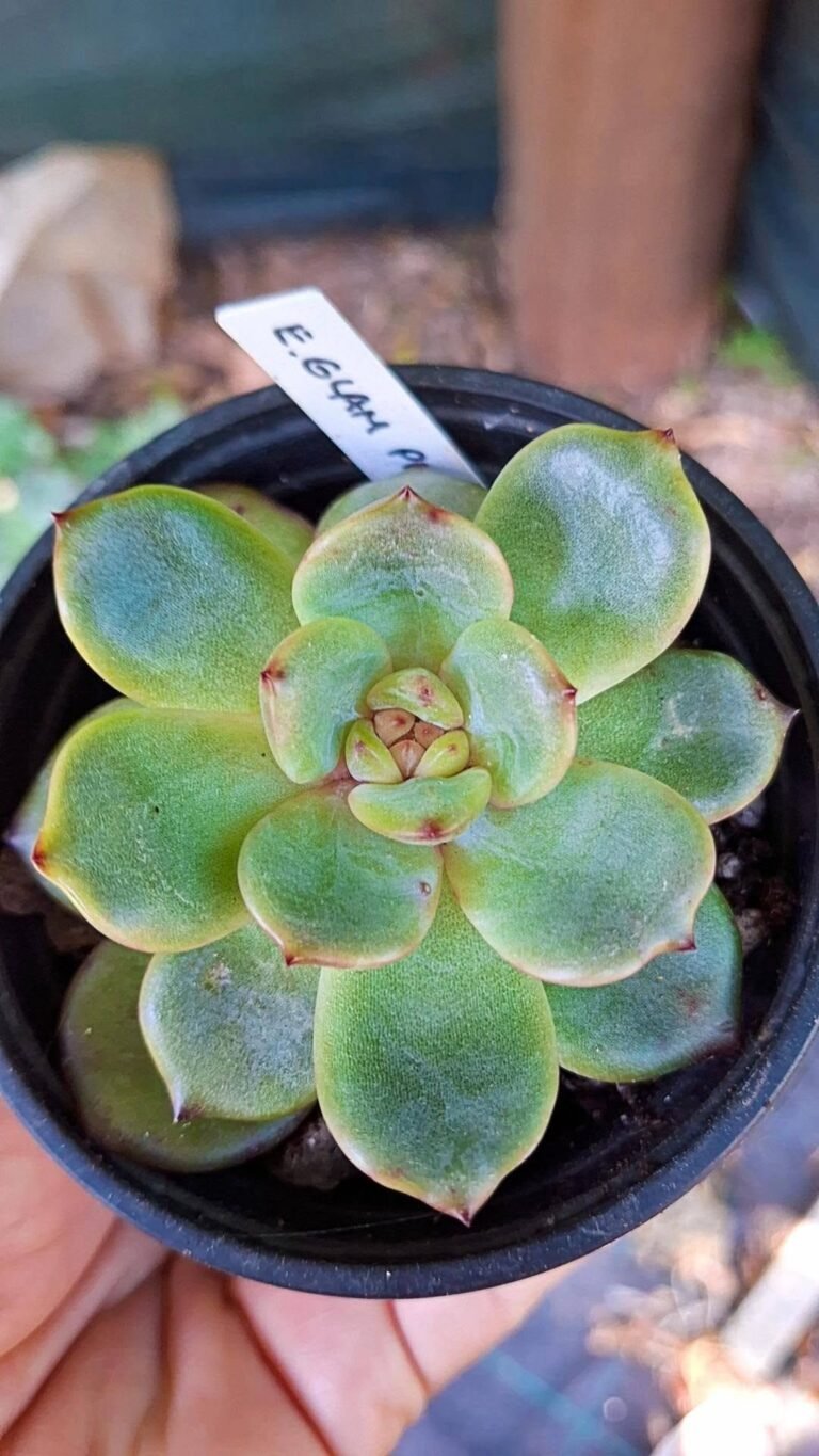 Echeveria glam Pink korean