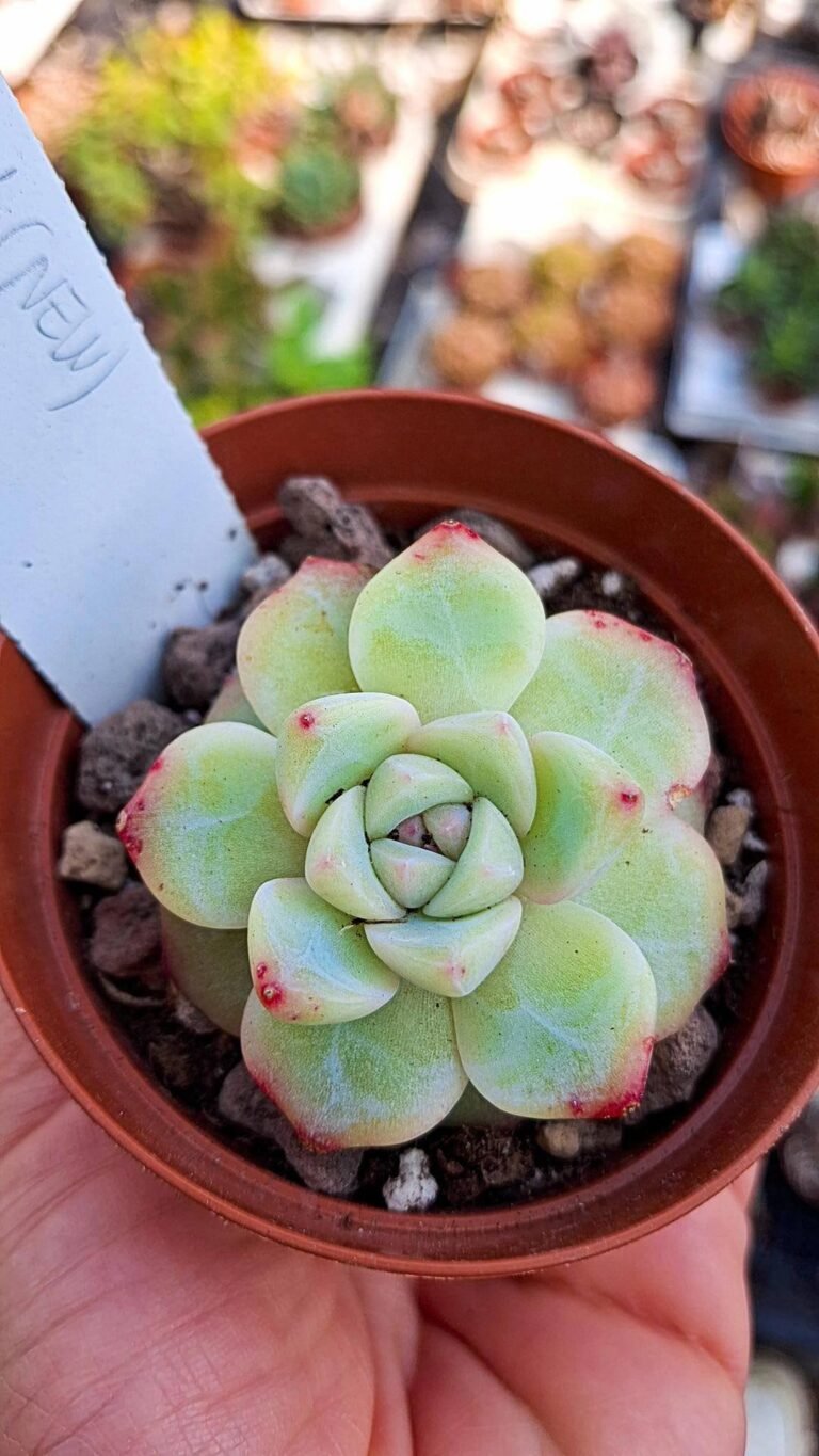 Siracactus-succulente-Echeveria-glassy-korean-1.jpg