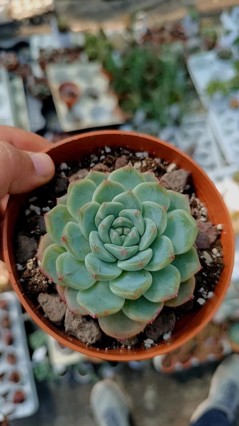 Echeveria Glassy korean