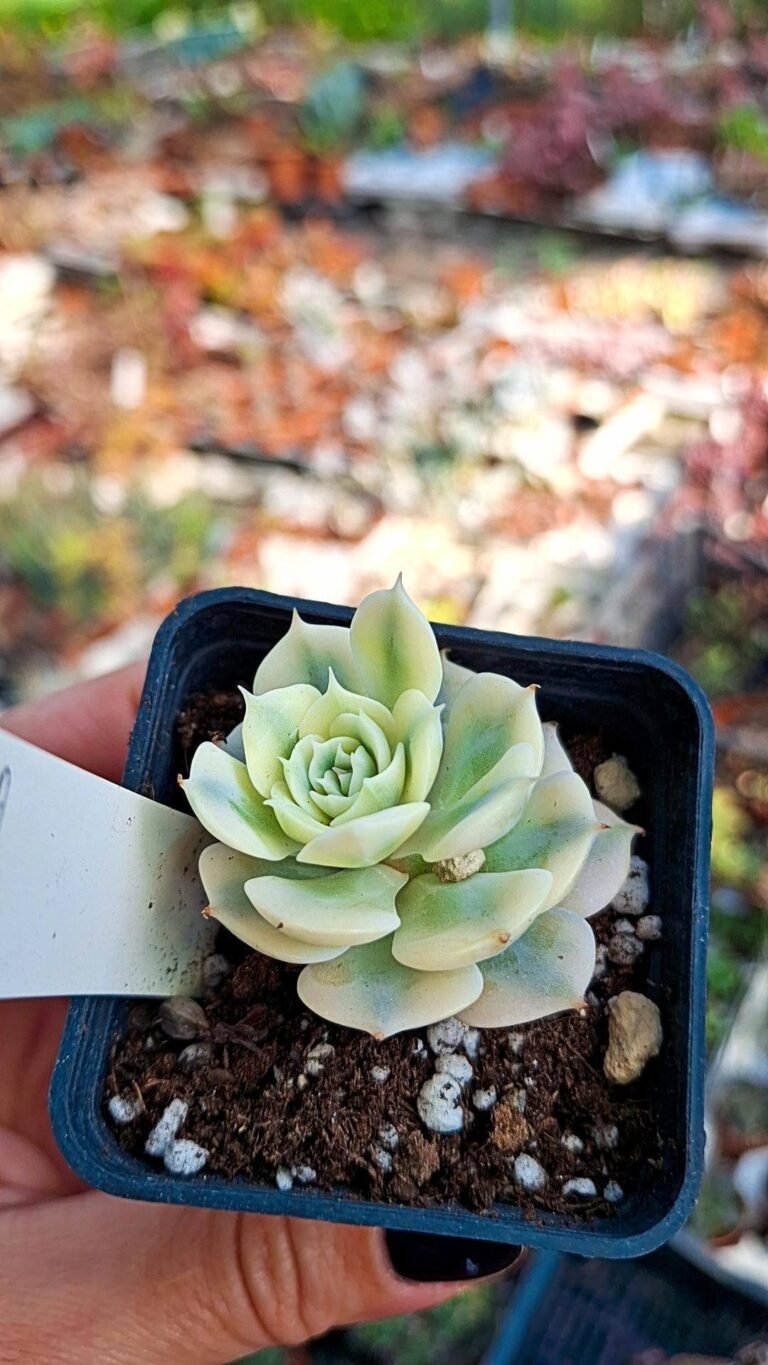 Siracactus-succulente-Echeveria-glauca-variegata-korean.jpg