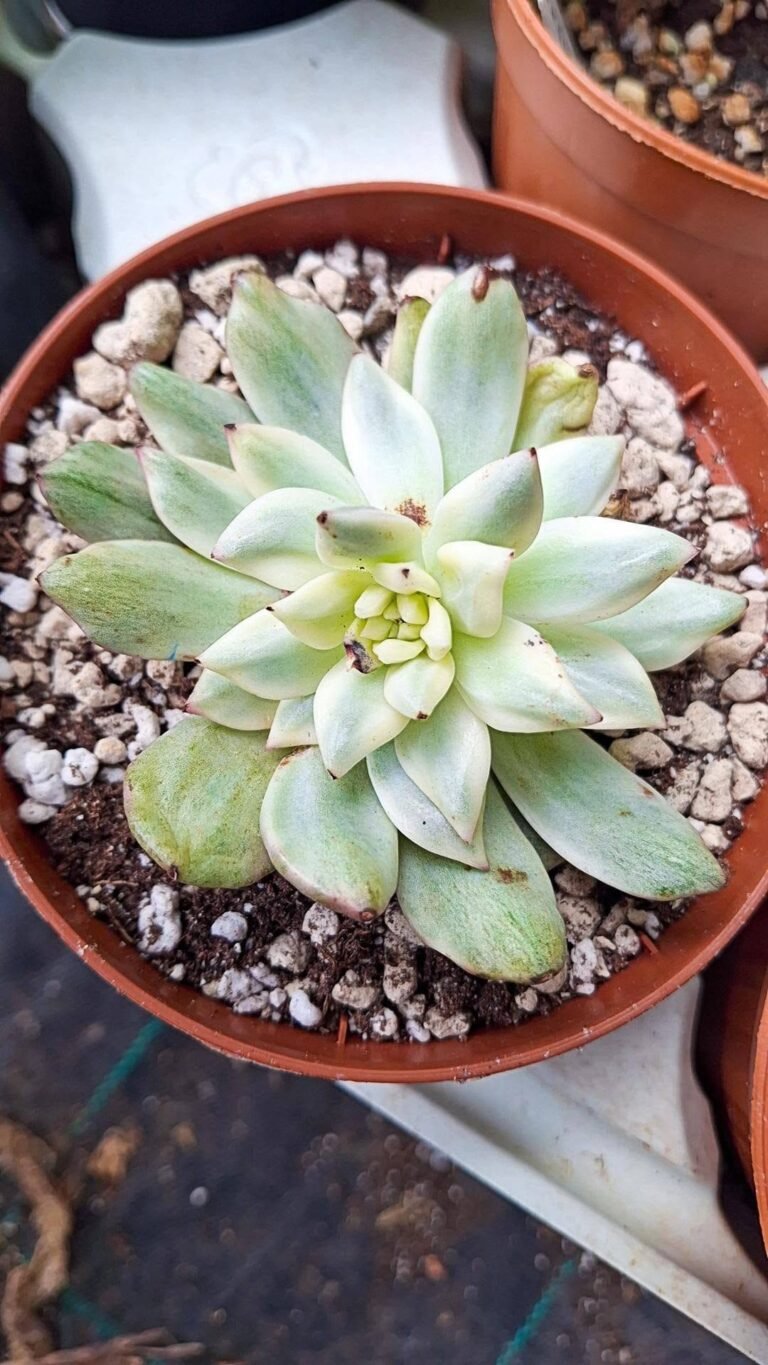 Echeveria green Apple Variegata korean