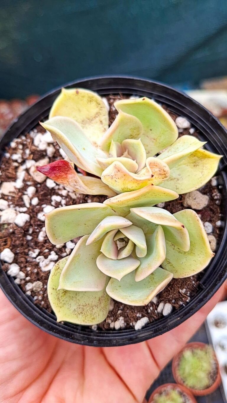Echeveria Green Pearl