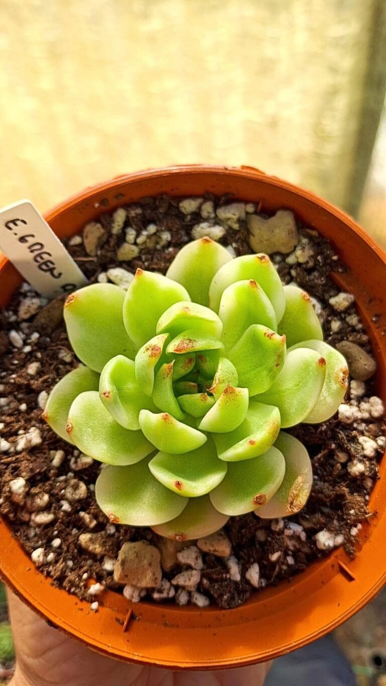 Siracactus-succulente-Echeveria-green-rose-Variegata-korean-1.jpg