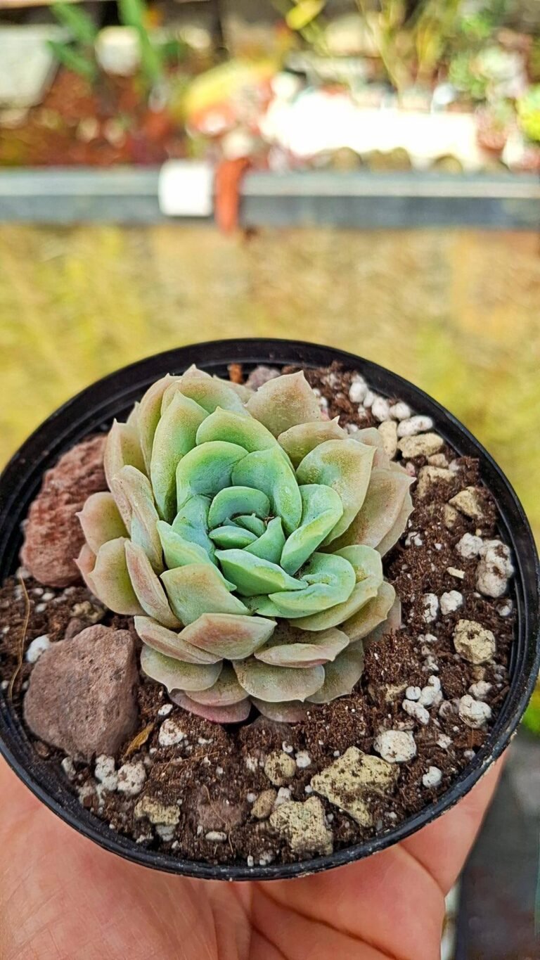 Echeveria Hades