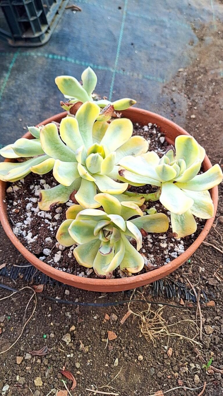 Echeveria hamburger cluster Variegata korean