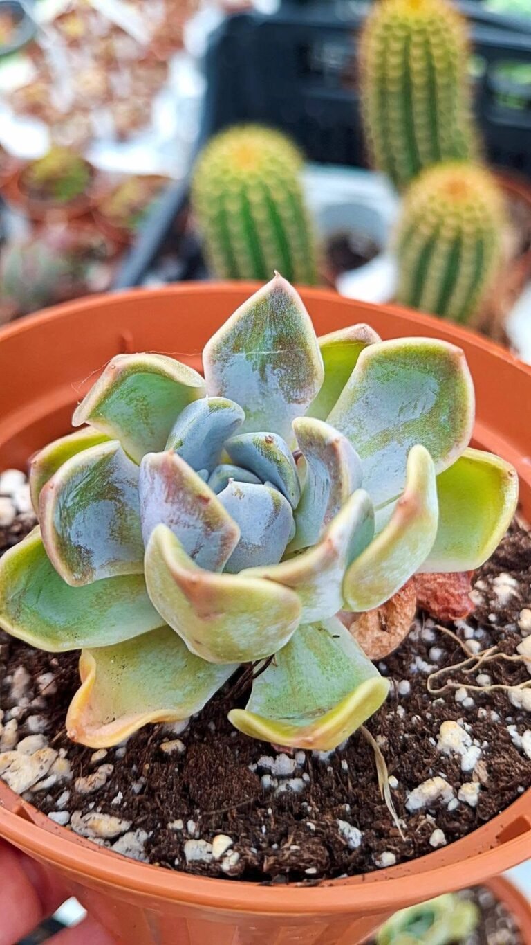 Echeveria hamburger korean