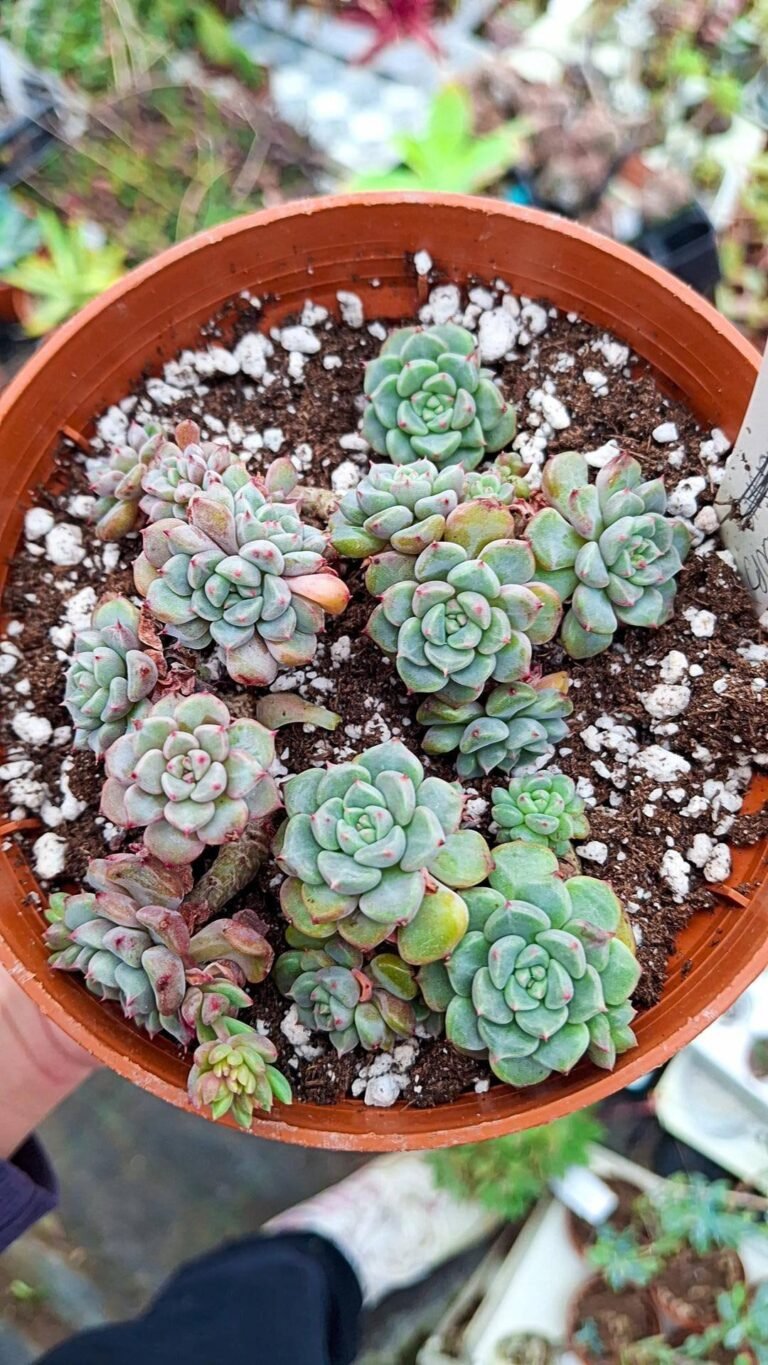 Echeveria indian bob cluster korean