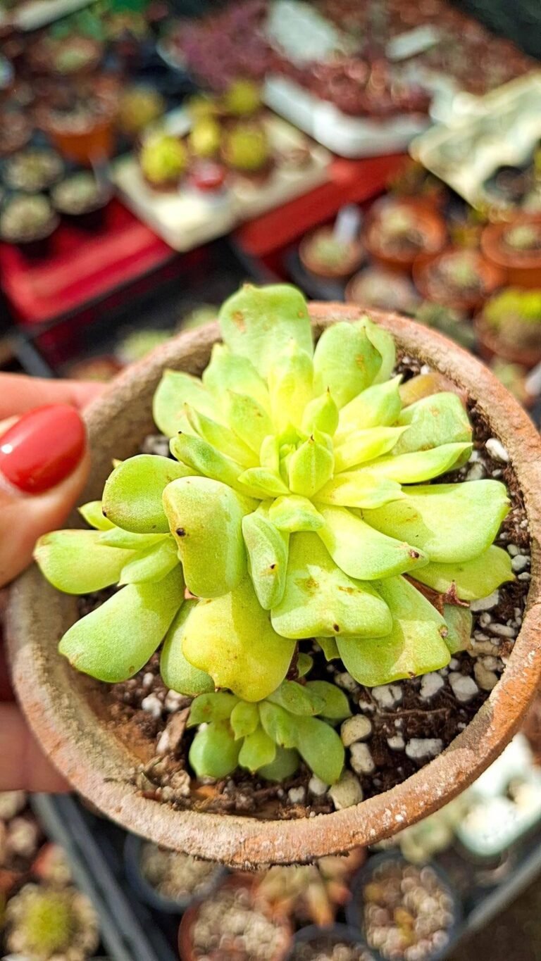 Echeveria Irish Mint