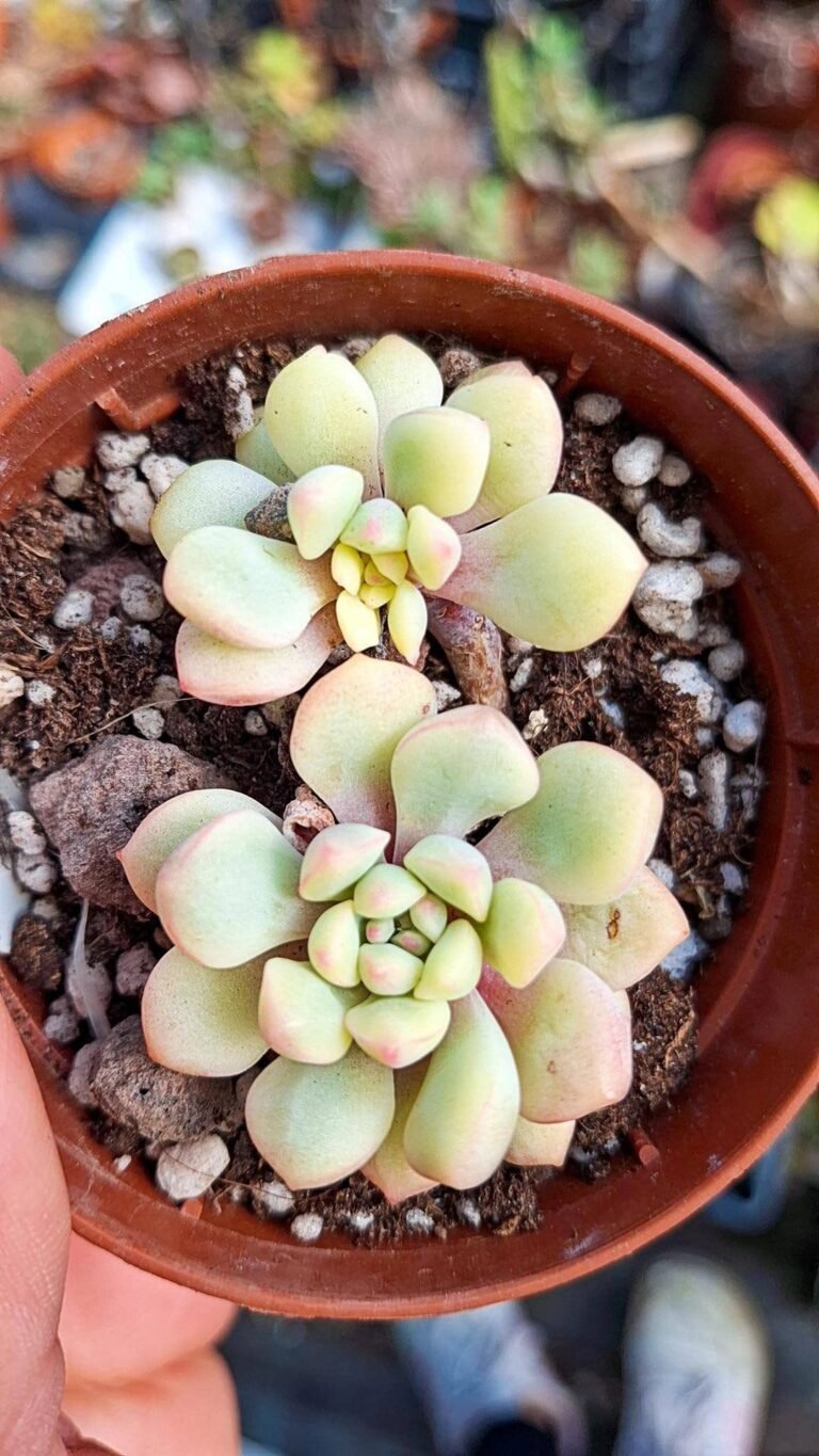 Siracactus-succulente-Echeveria-ive-Variegata-korean.jpg