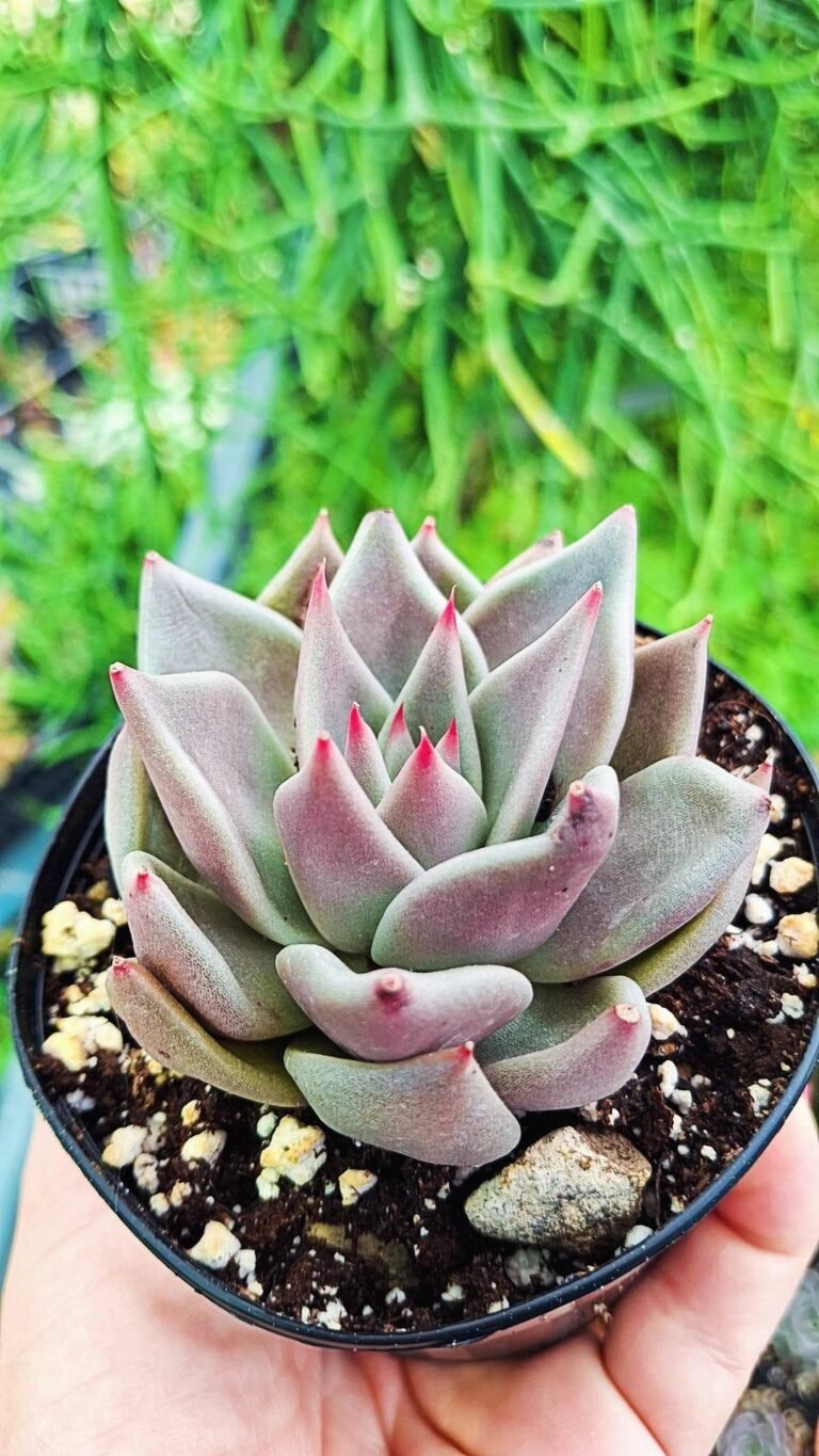 Echeveria Jawa