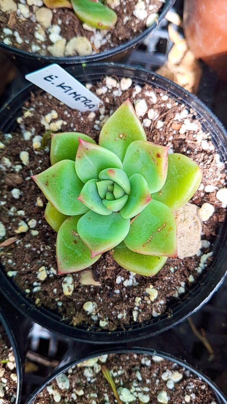 Siracactus-succulente-Echeveria-kimera.jpg