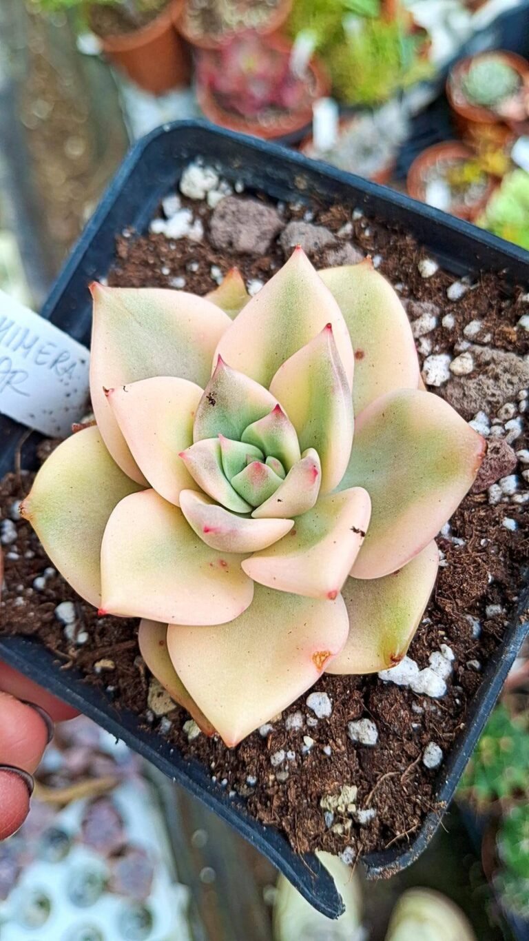 Siracactus-succulente-Echeveria-kimera-Variegata-korean-1.jpg