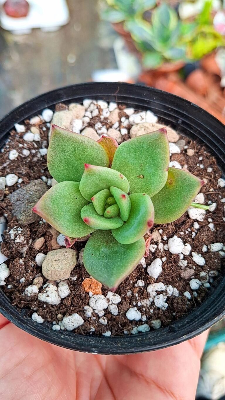 Echeveria laui x ebony