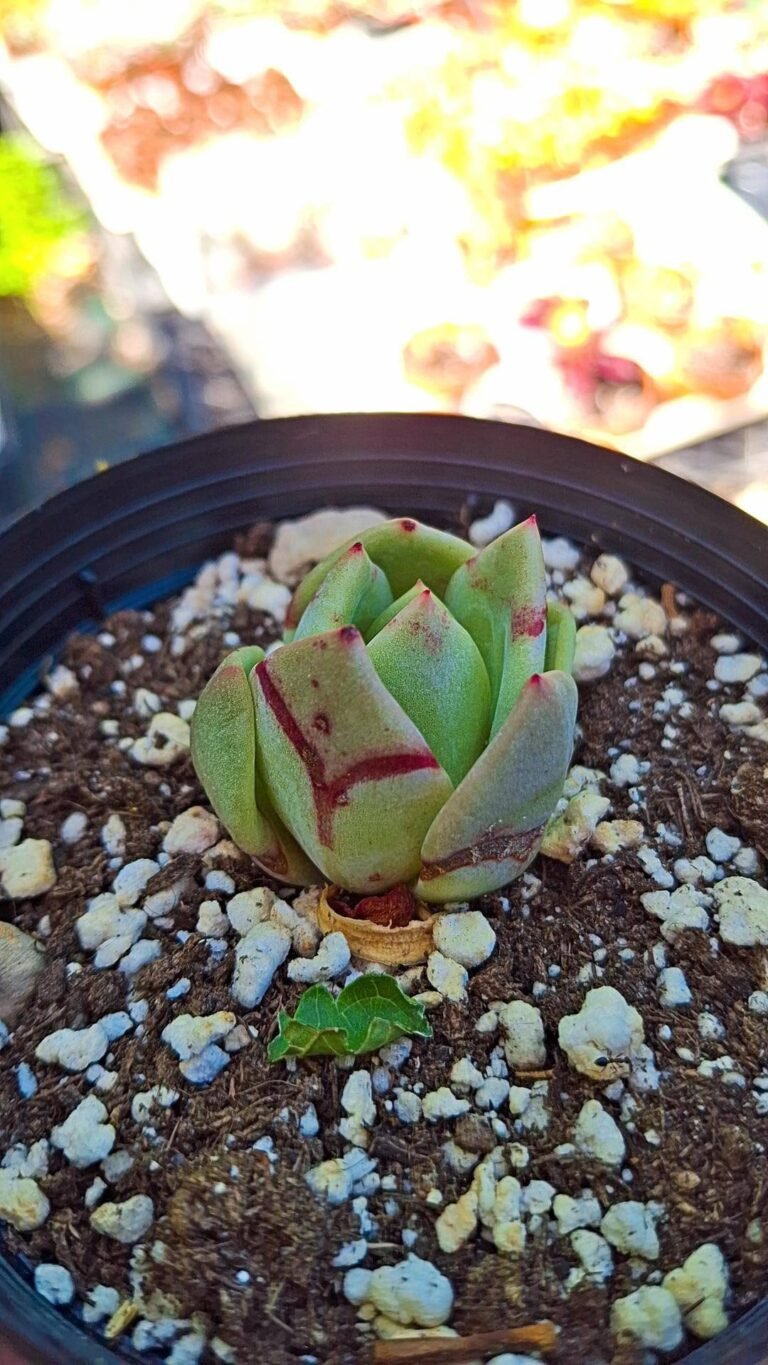 Echeveria lauii x romeo