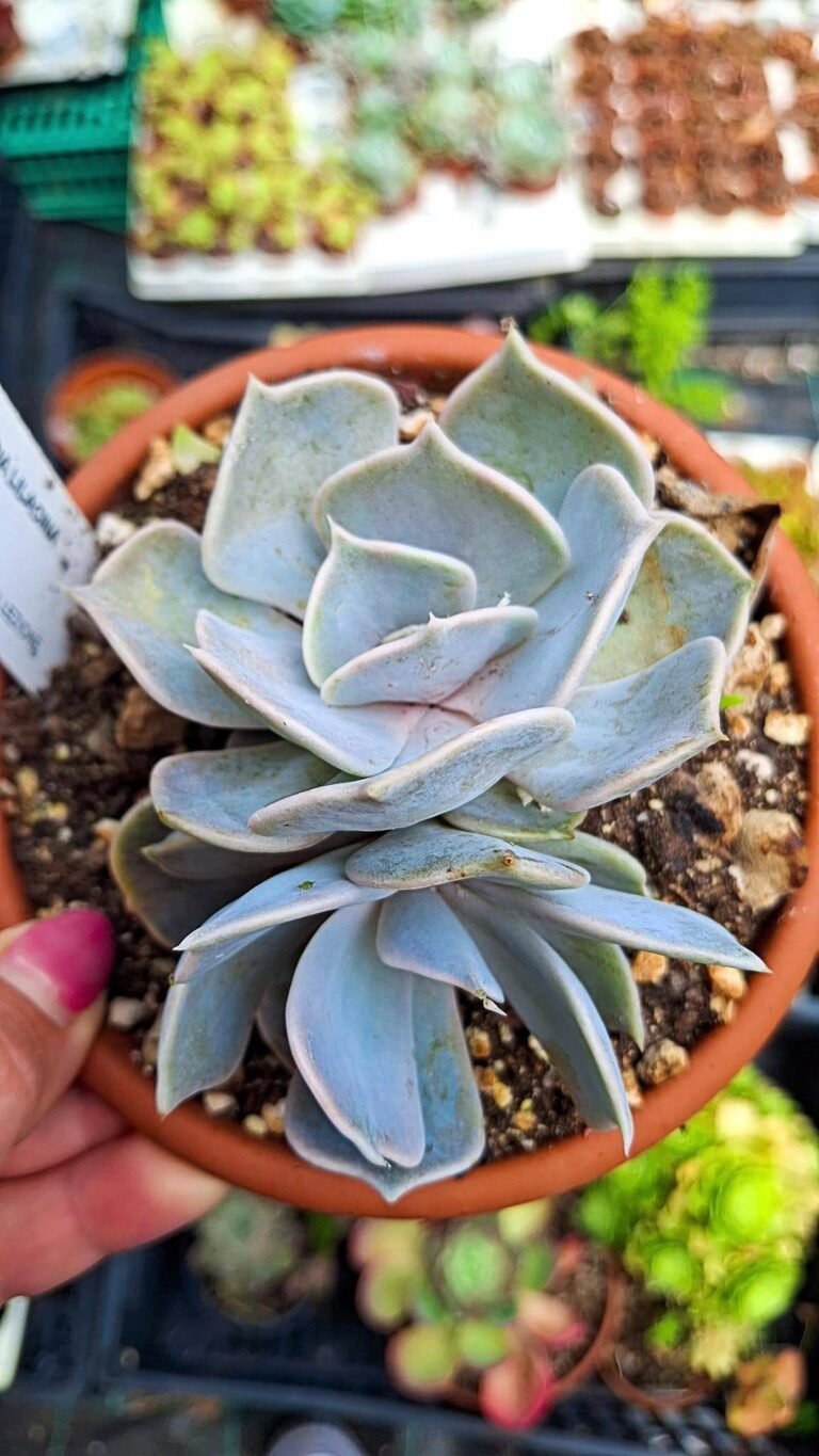 Echeveria Lilacina