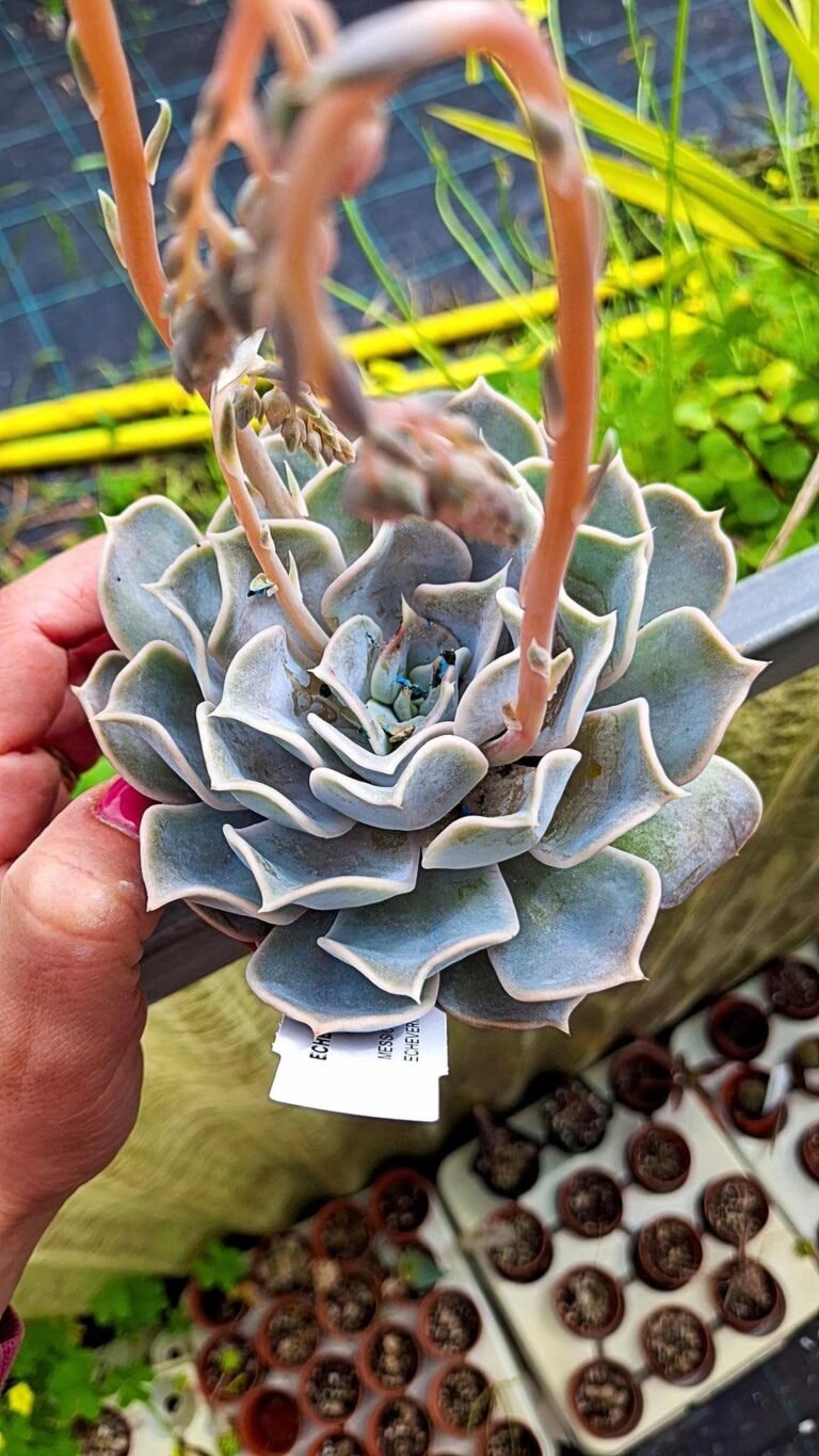 Echeveria Lilacina