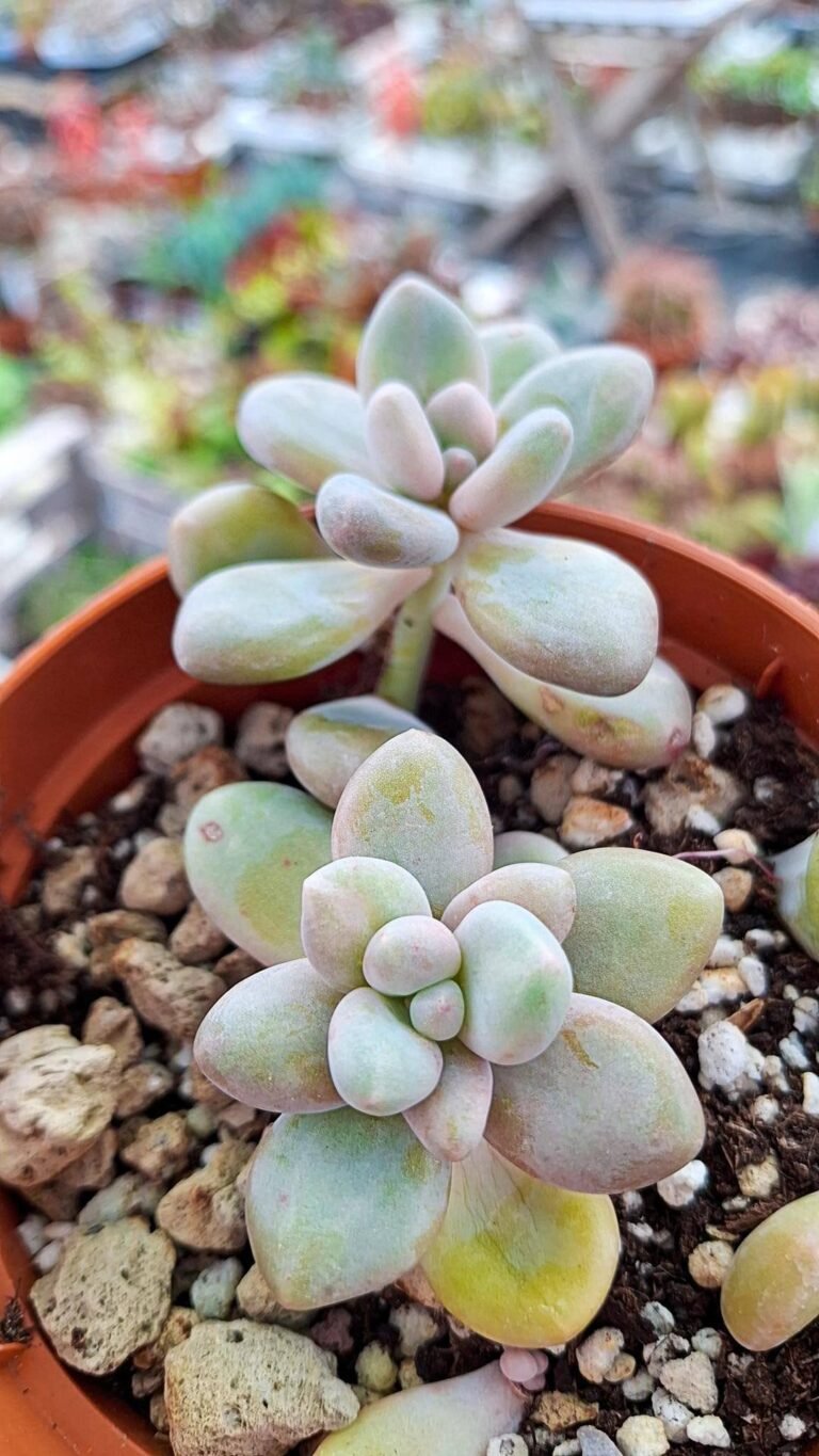 Echeveria lilacina x amethyst