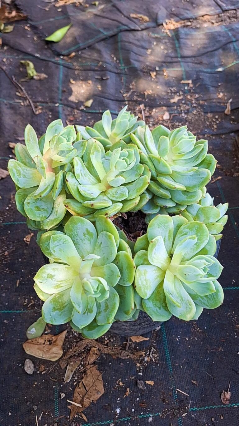 Echeveria love Song big korean