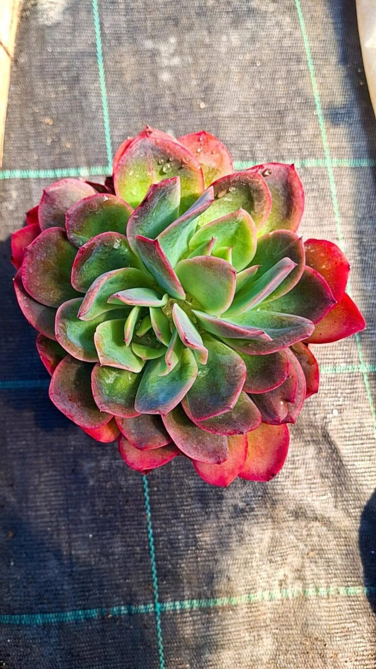 Siracactus-succulente-Echeveria-luella.jpg