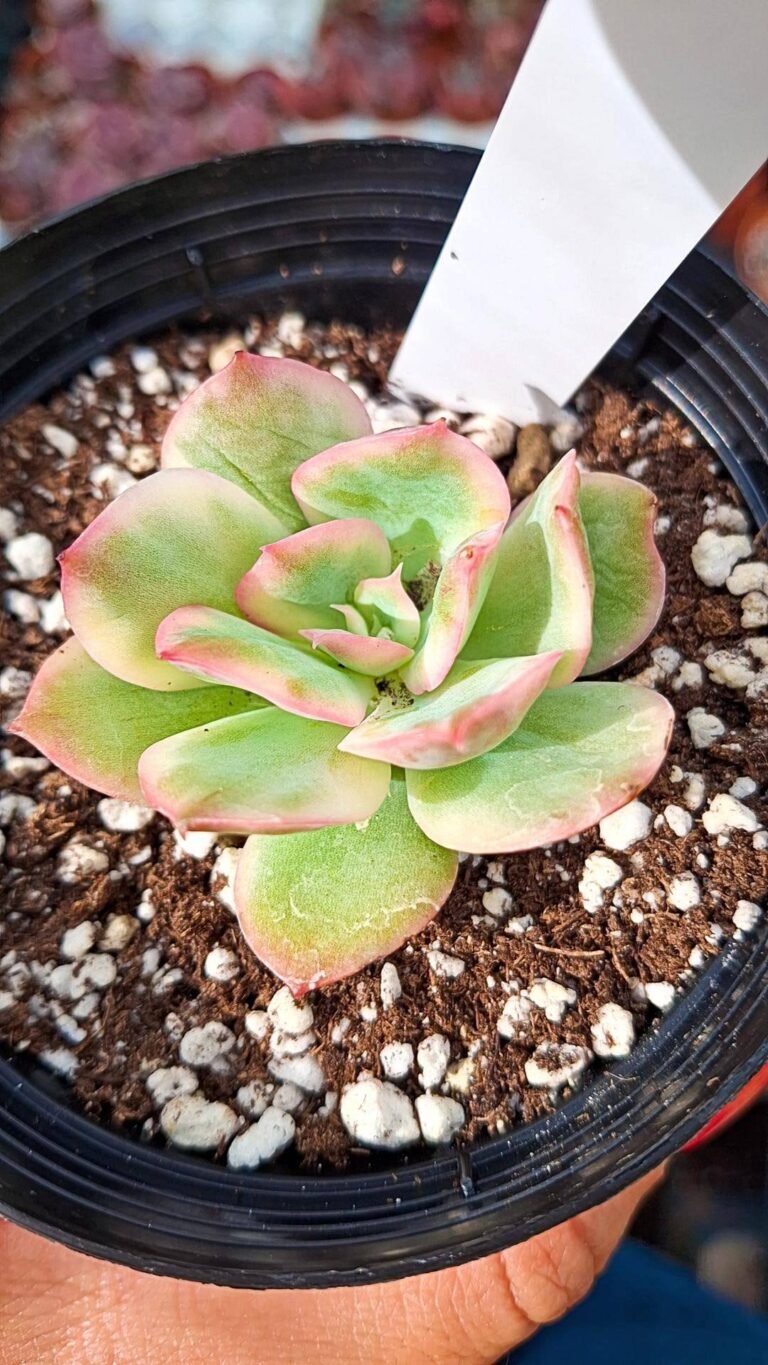 Echeveria luella variegata korean