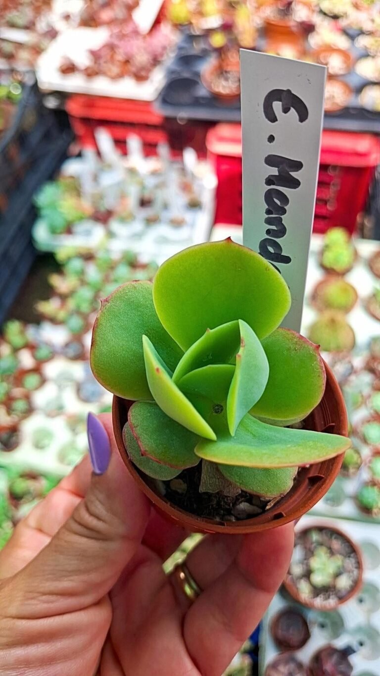 Echeveria mandala citrus