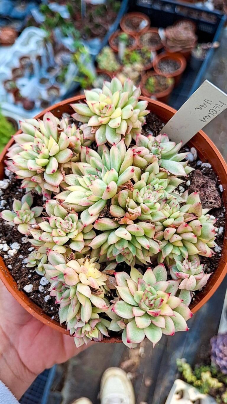 Echeveria Mebina Variegata Korean