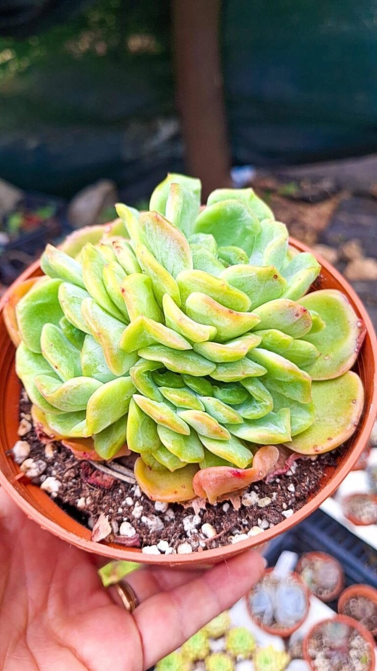 Echeveria melting Crystal cluster korean