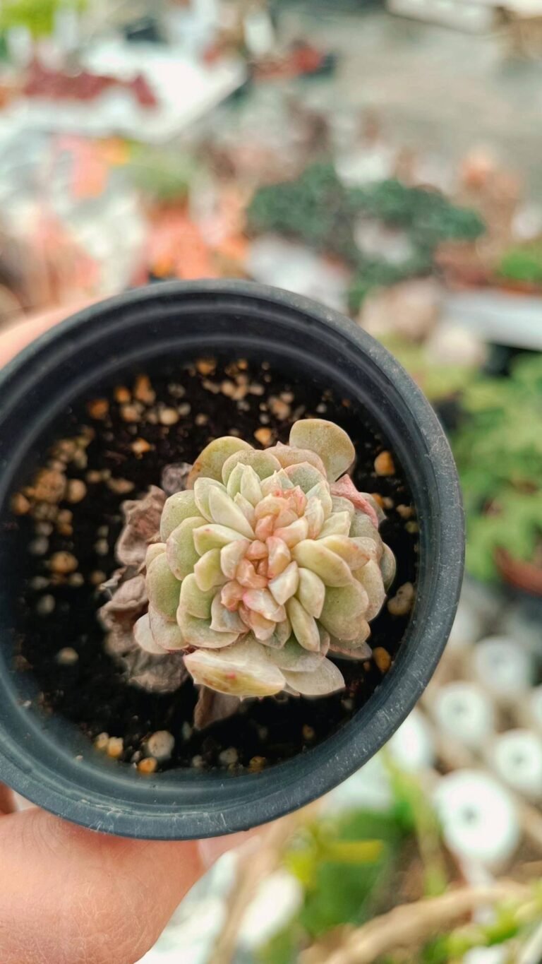 Siracactus-succulente-Echeveria-melting-Crystal-crestata-korean.jpg