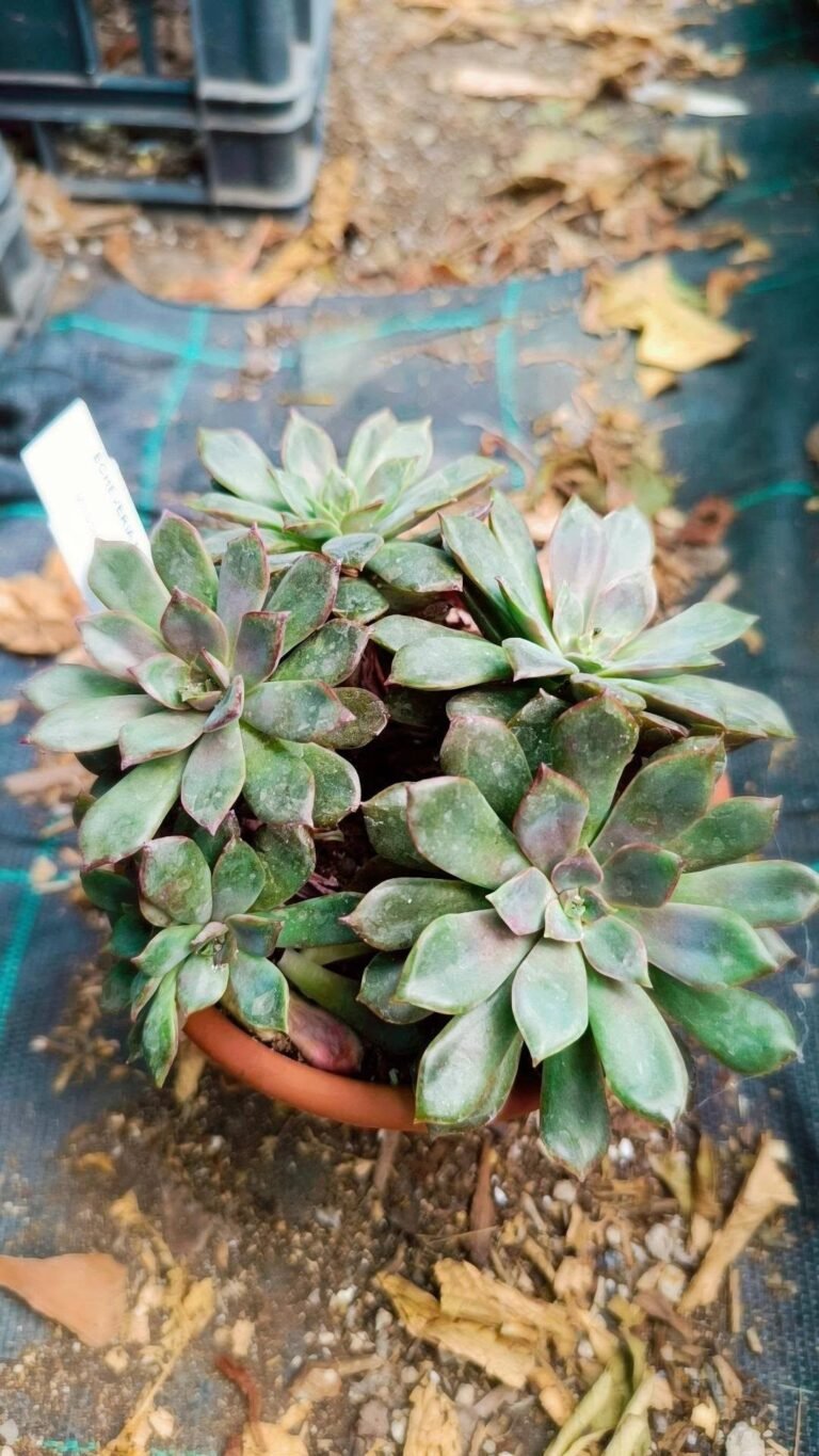 Echeveria Mina
