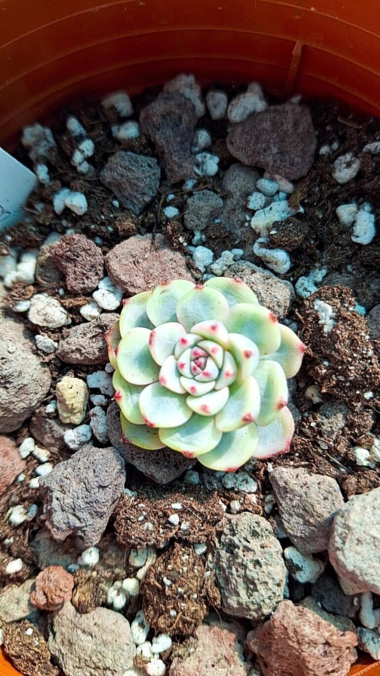 Siracactus-succulente-Echeveria-minima-Variegata-korean.jpg