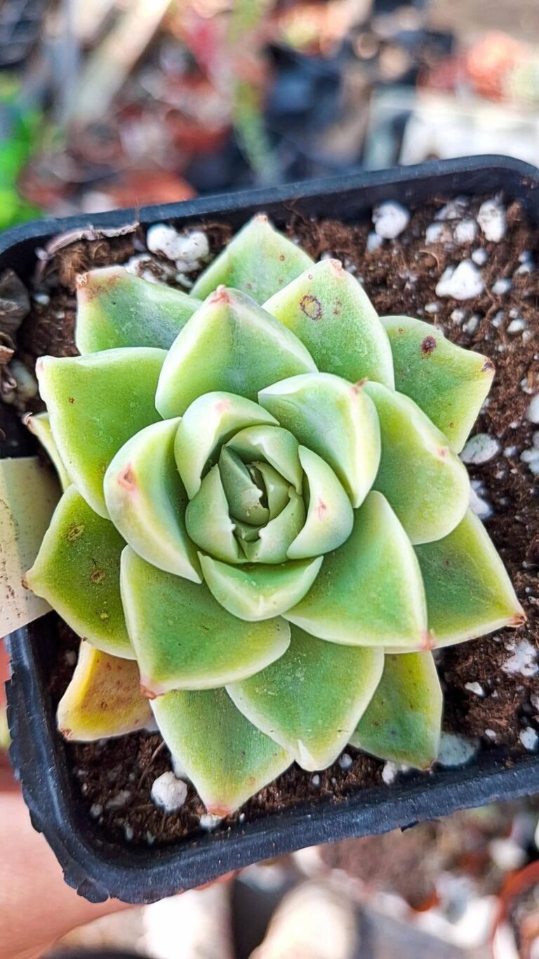 Siracactus-succulente-Echeveria-misjin-Korean.jpg