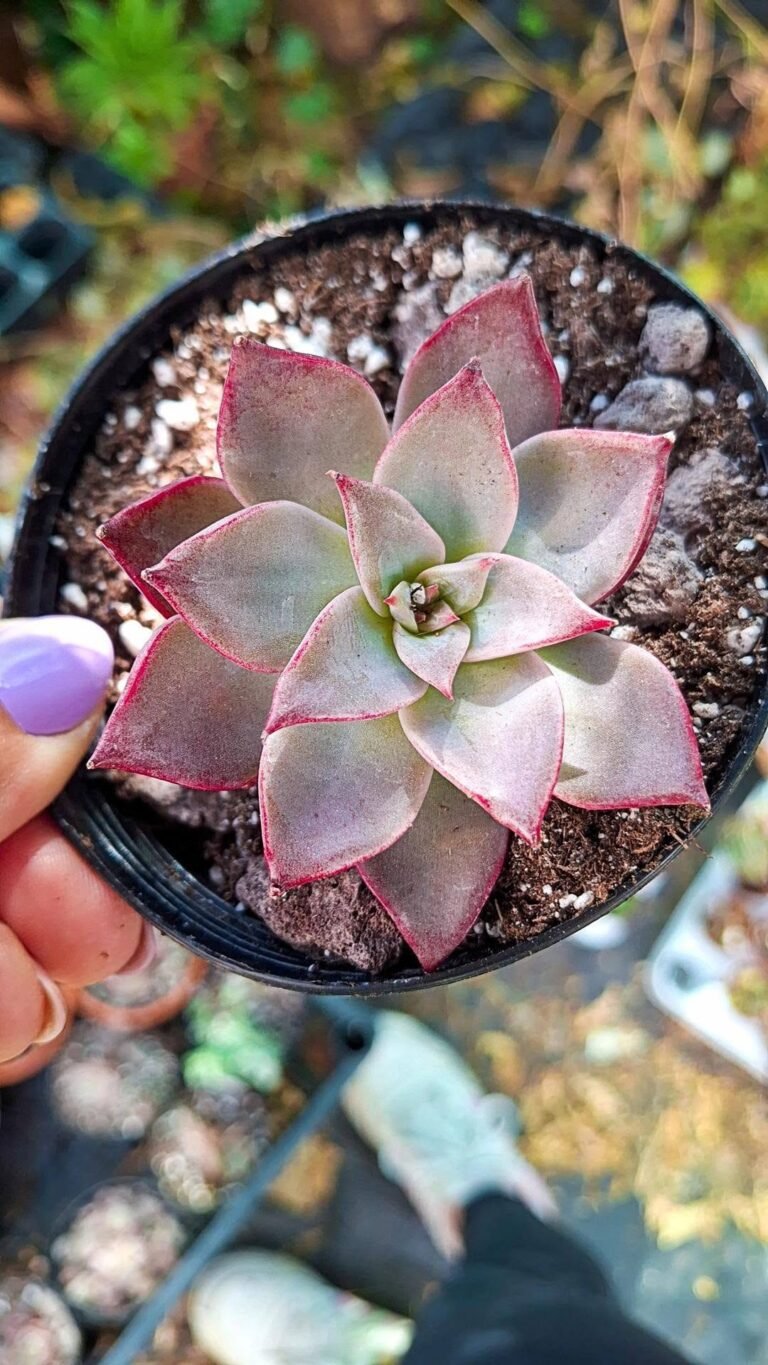 Echeveria miya korean